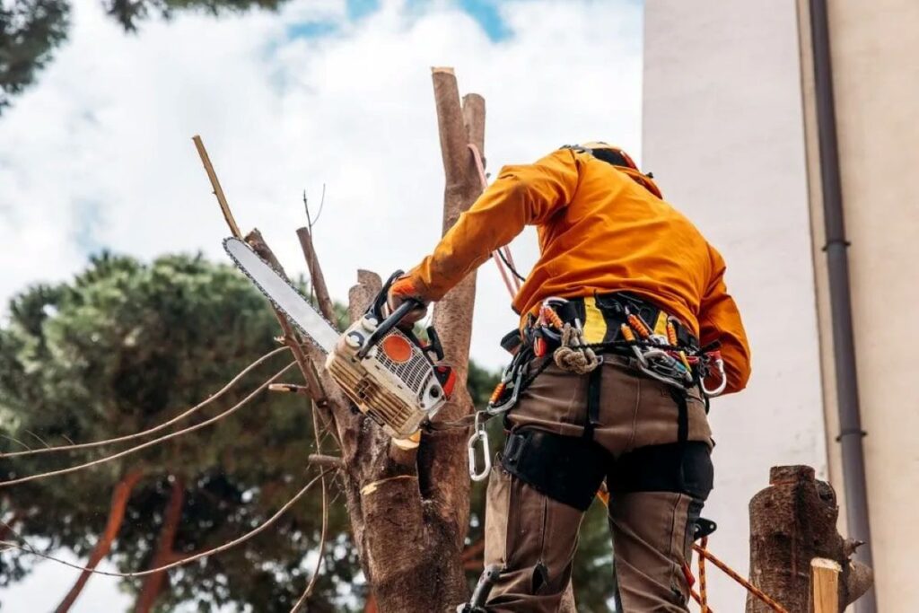 Local tree removal