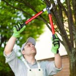 Tree Pruning Near Me