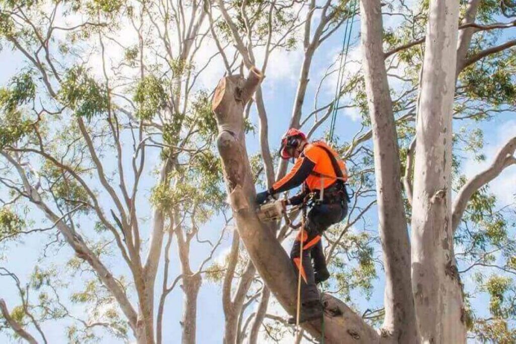 Arborist