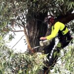 Local tree removal