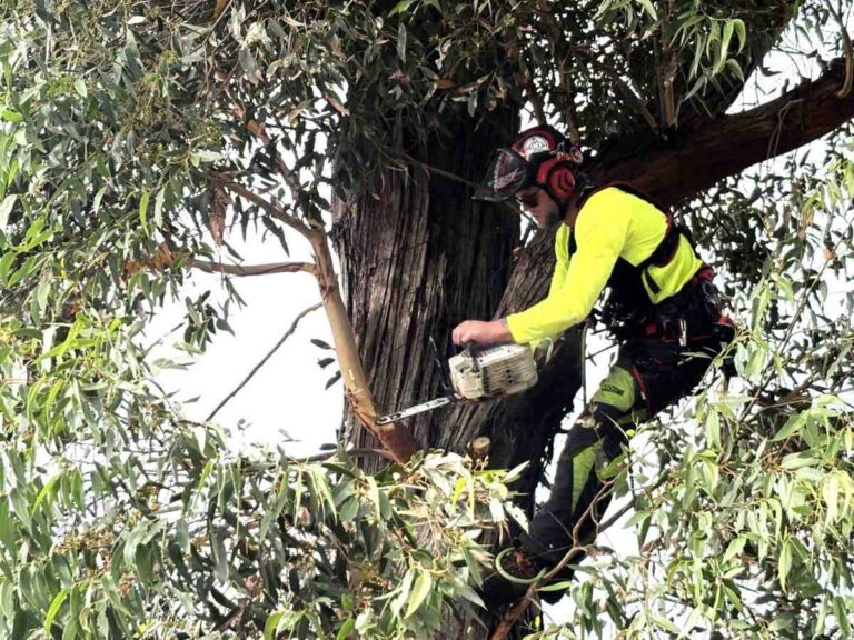 Local tree removal