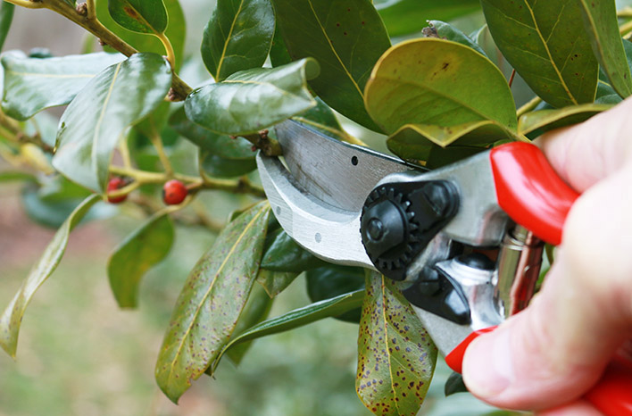 Pruning Trees