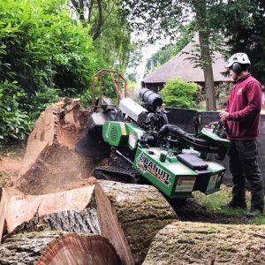Grinding Large Tree Stumps: What to Expect from the Process